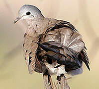 Emerald-spotted Wood Dove