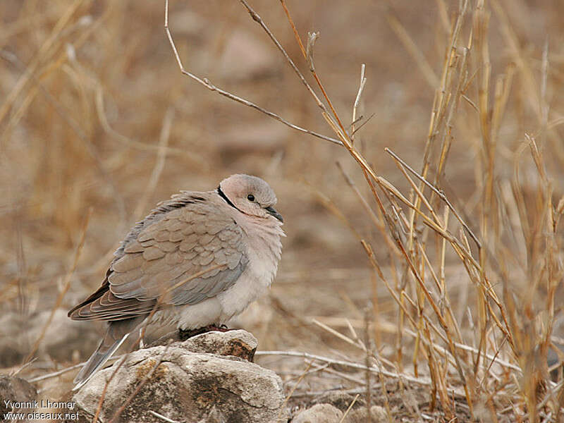 Ring-necked Doveadult