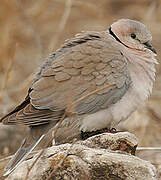 Ring-necked Dove