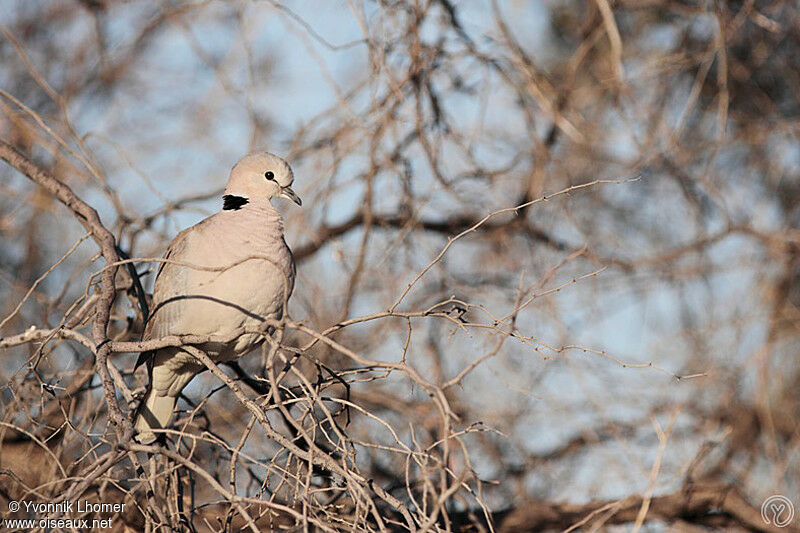 Ring-necked Doveadult, identification