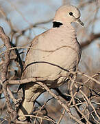 Ring-necked Dove