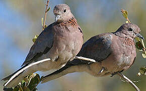 Laughing Dove