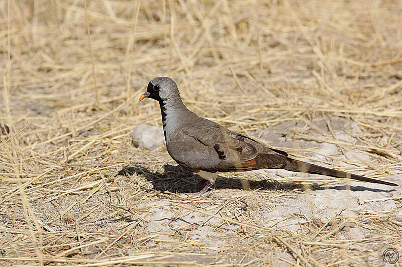 Namaqua Dove male adult, identification