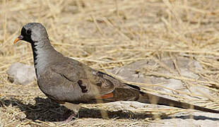 Namaqua Dove