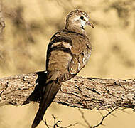 Namaqua Dove