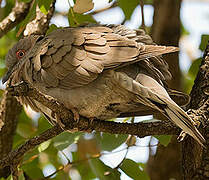 Mourning Collared Dove