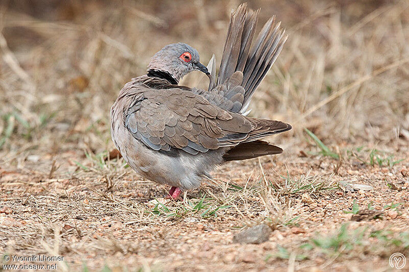 Mourning Collared Doveadult, identification