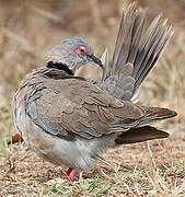 Mourning Collared Dove