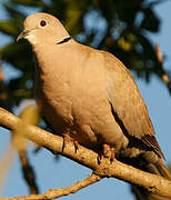 Eurasian Collared Dove