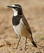 Capped Wheatear