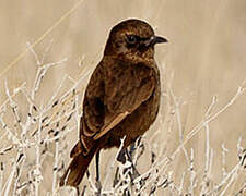 Ant-eating Chat