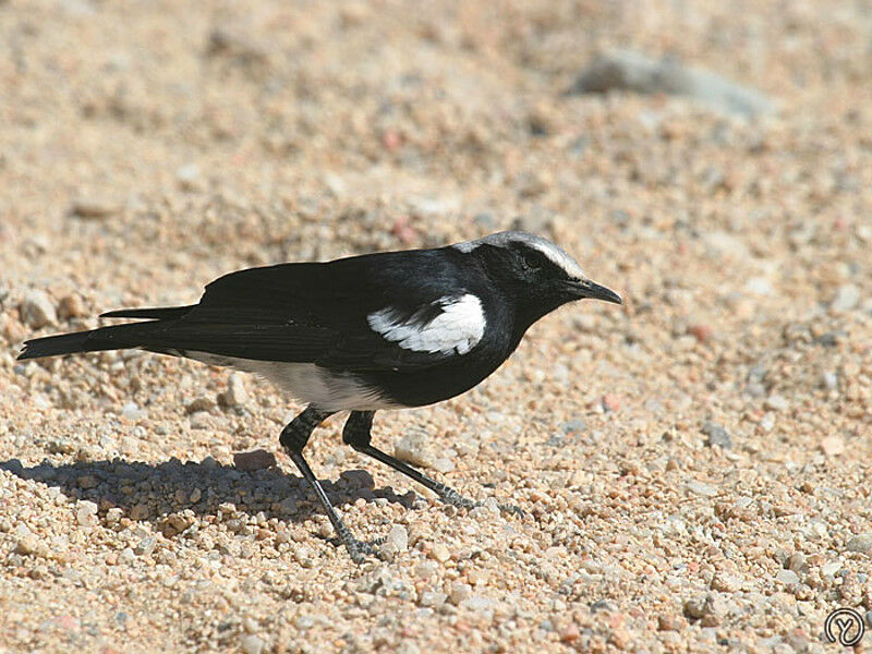 Mountain Wheatear