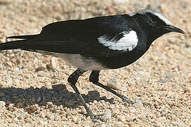 Mountain Wheatear