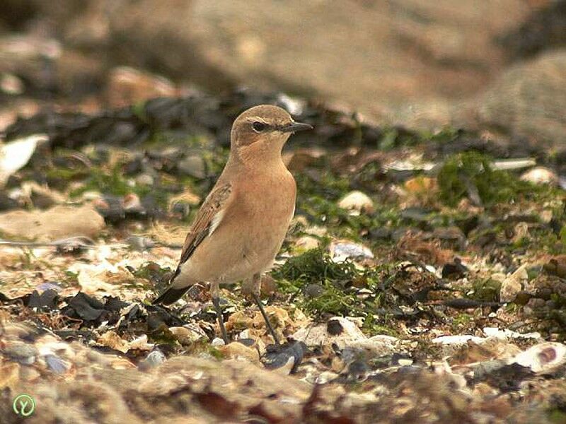 Northern Wheatear