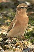 Northern Wheatear