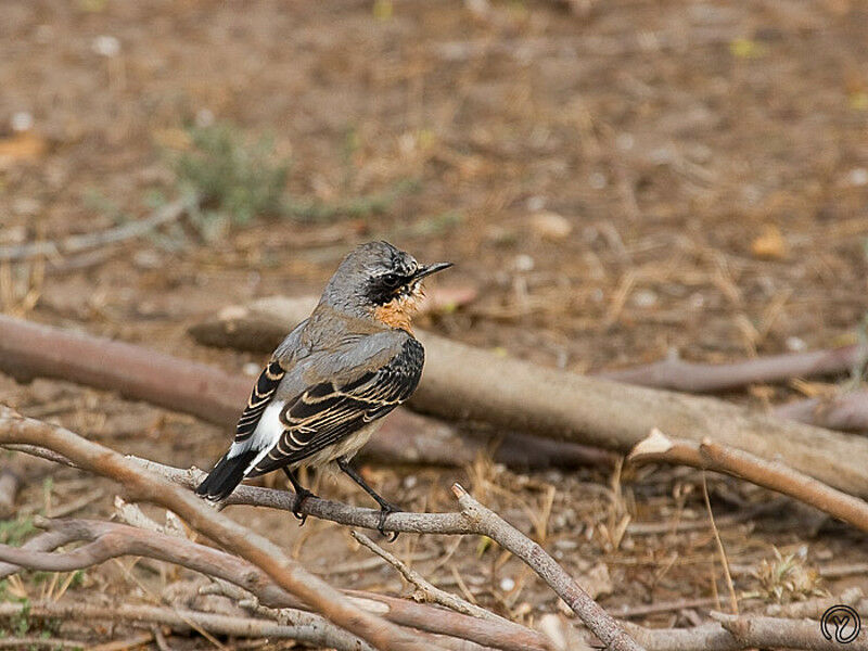 Northern Wheatear