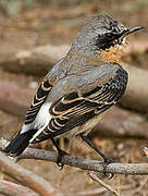 Northern Wheatear