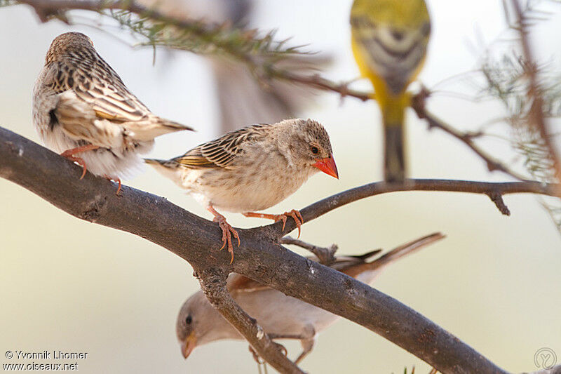 Red-billed Queleaadult post breeding, identification