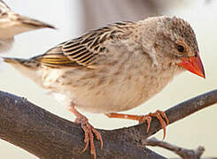 Red-billed Quelea