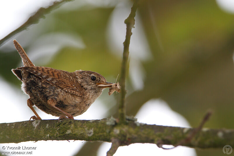 Eurasian Wrenadult, Behaviour, identification