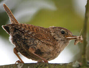 Troglodyte mignon