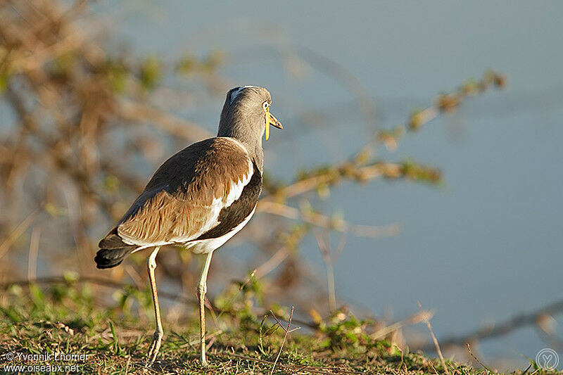 White-crowned Lapwingadult, identification