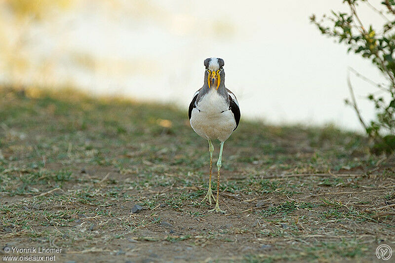 White-crowned Lapwingadult, identification