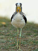 White-crowned Lapwing