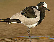 Blacksmith Lapwing