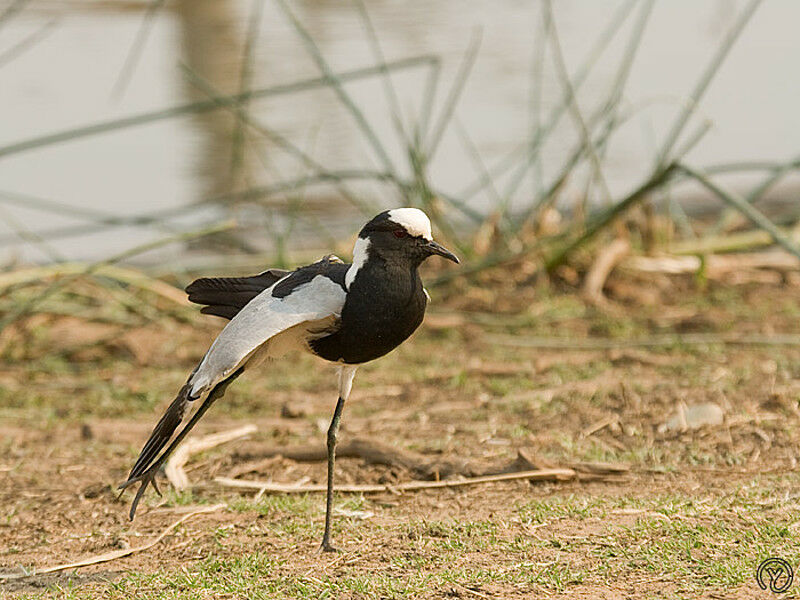 Blacksmith Lapwing