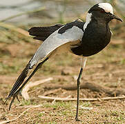 Blacksmith Lapwing