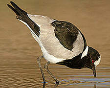 Blacksmith Lapwing