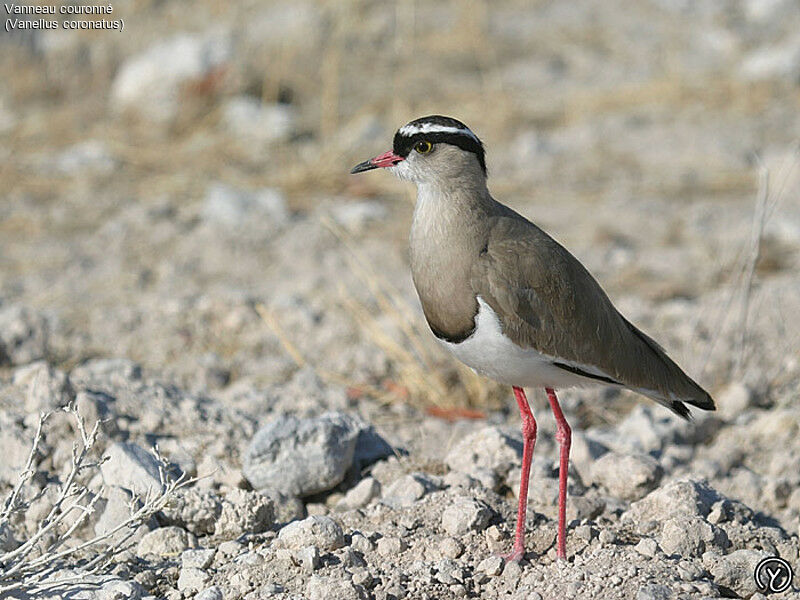 Crowned Lapwing