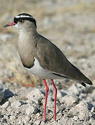 Crowned Lapwing