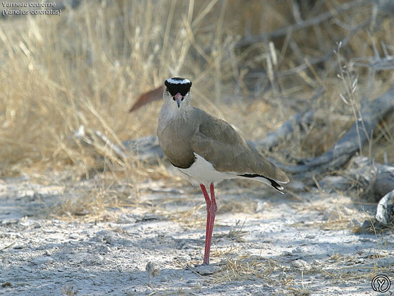 Crowned Lapwing