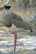 Crowned Lapwing