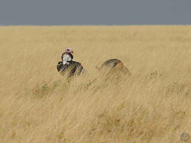 White-headed Vulture