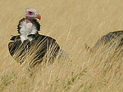 White-headed Vulture