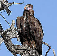 White-headed Vulture