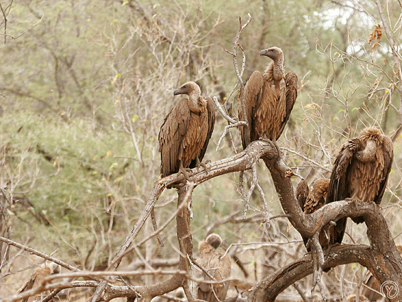 White-backed Vulture, Behaviour
