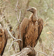 White-backed Vulture