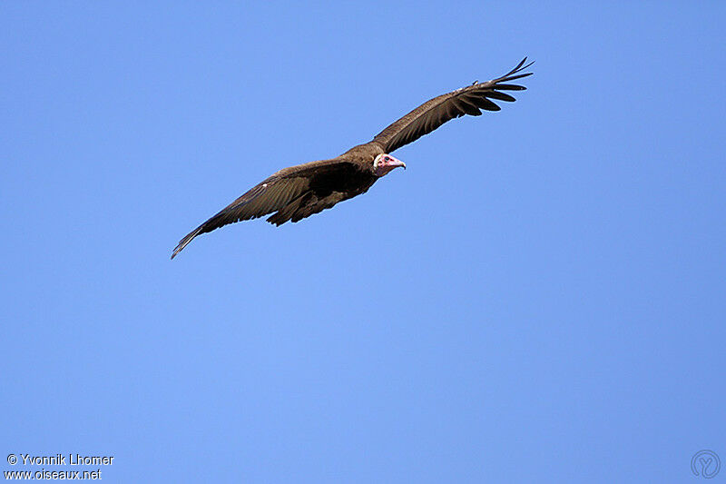 Hooded Vultureadult, Flight