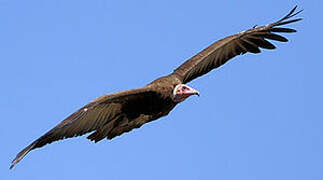 Hooded Vulture