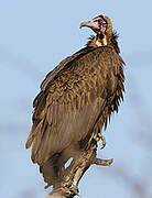 Hooded Vulture