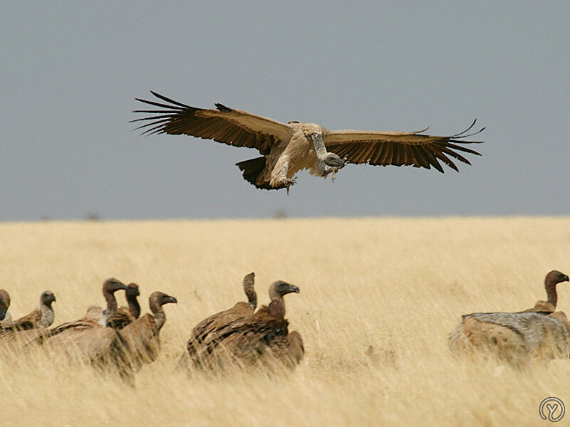 Cape Vulture