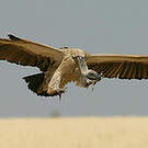 Vautour chassefiente
