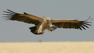 Cape Vulture