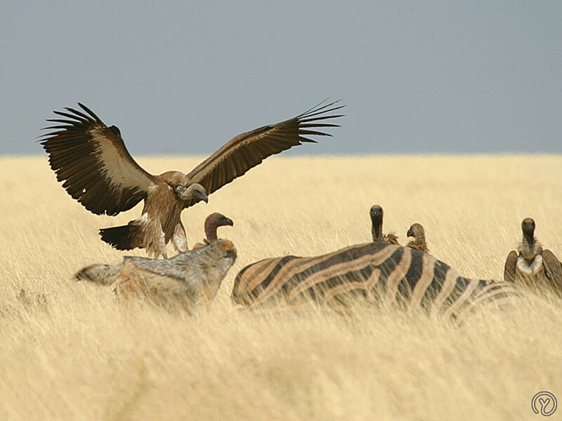 Cape Vulture