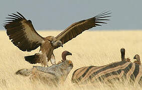 Cape Vulture