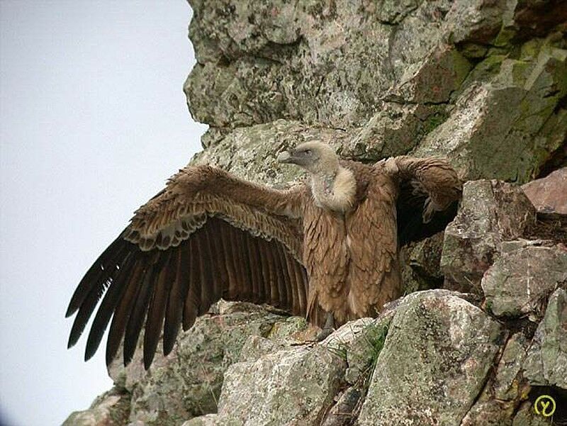 Griffon Vulture